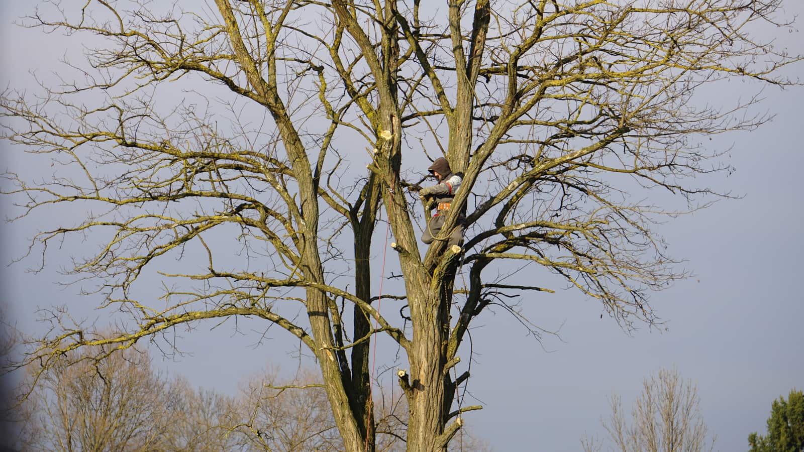 Tree Services